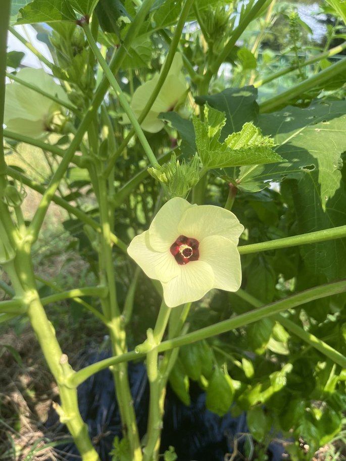 オクラの花