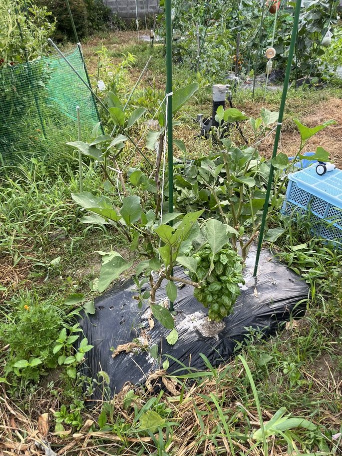 茄子更新剪定後
