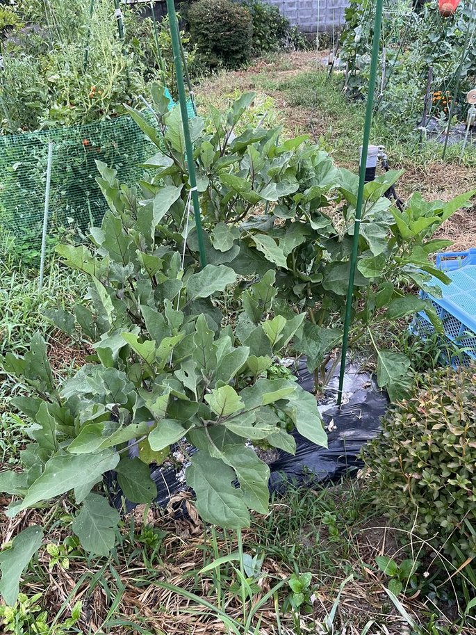 茄子更新剪定前