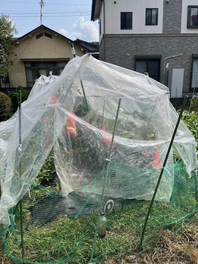 メロンの雨除け