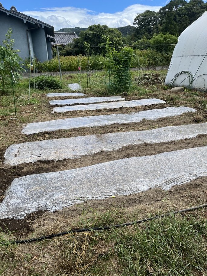 透明マルチ